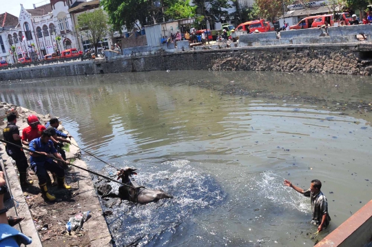 Penyelamatan Dramatis Sapi Tercebur Sungai di Semarang