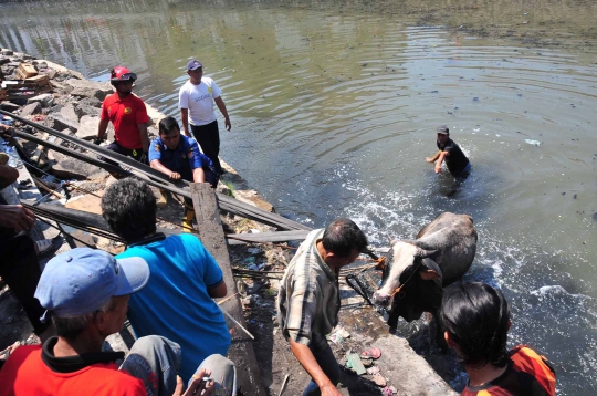 Penyelamatan Dramatis Sapi Tercebur Sungai di Semarang