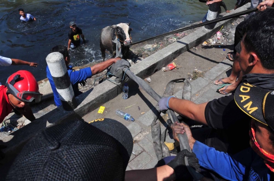 Penyelamatan Dramatis Sapi Tercebur Sungai di Semarang