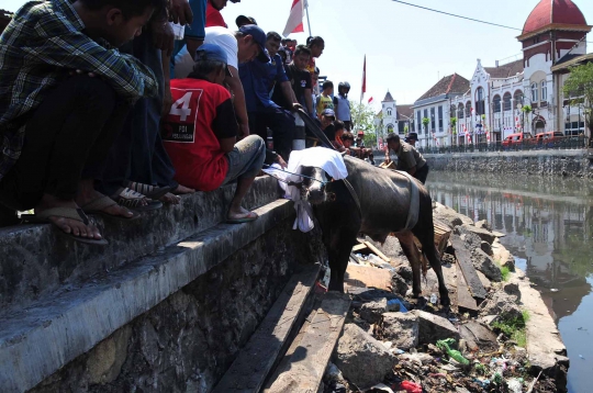 Penyelamatan Dramatis Sapi Tercebur Sungai di Semarang