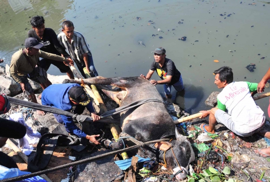 Penyelamatan Dramatis Sapi Tercebur Sungai di Semarang