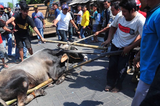 Penyelamatan Dramatis Sapi Tercebur Sungai di Semarang