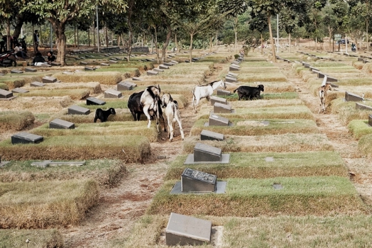 Kawanan Kambing Cari Makan di TPU Pondok Rangon