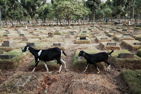 Kawanan Kambing Cari Makan di TPU Pondok Rangon