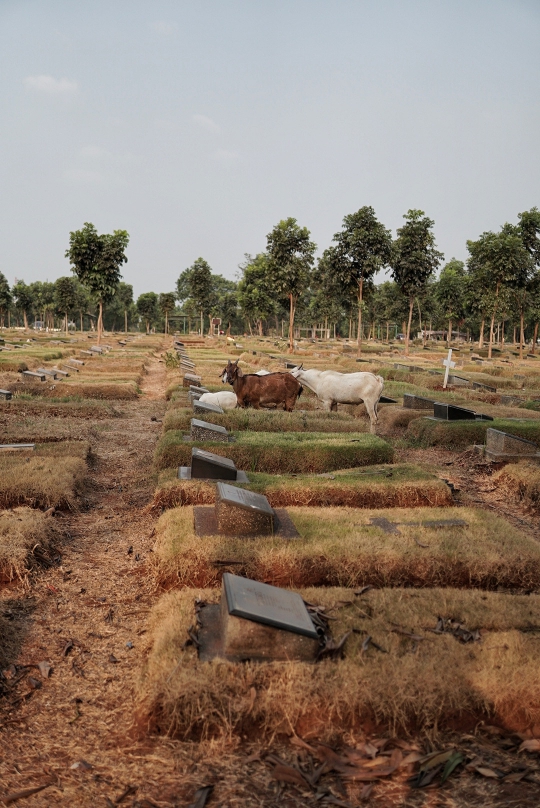 Kawanan Kambing Cari Makan di TPU Pondok Rangon