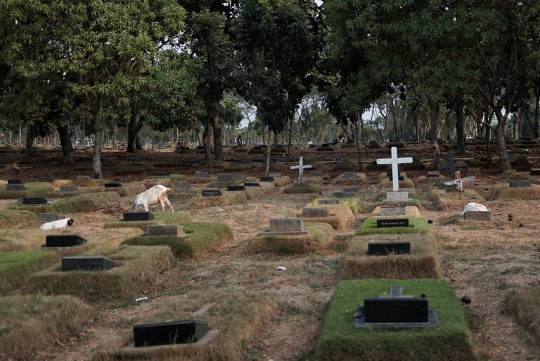 Kawanan Kambing Cari Makan di TPU Pondok Rangon