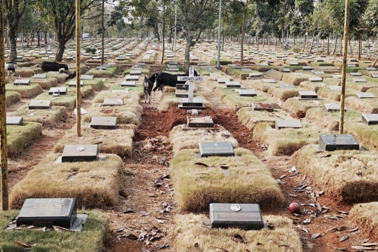 Kawanan Kambing Cari Makan di TPU Pondok Rangon