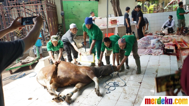 910 Koleksi Gambar Hewan Kurban Yang Disembelih Terbaik