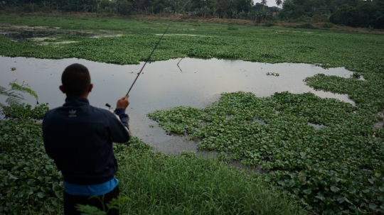 Setu Pengarengan di Depok Jadi Lautan Eceng Gondok