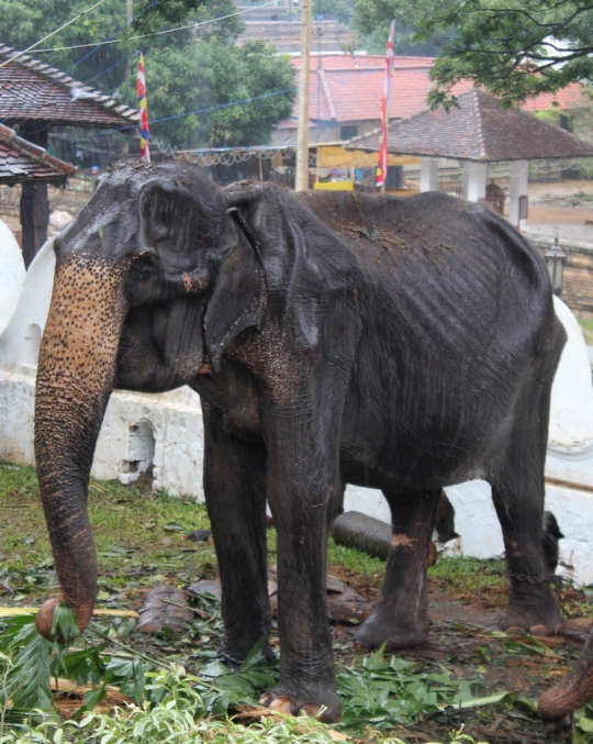 Malangnya Gajah di Sri Lanka, Tubuhnya Lemah dan Kurus Kering