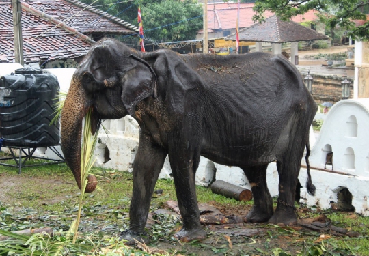 Malangnya Gajah di Sri Lanka, Tubuhnya Lemah dan Kurus Kering