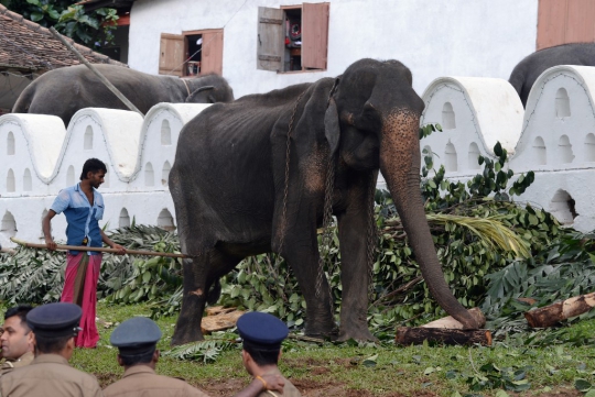 Malangnya Gajah di Sri Lanka, Tubuhnya Lemah dan Kurus Kering