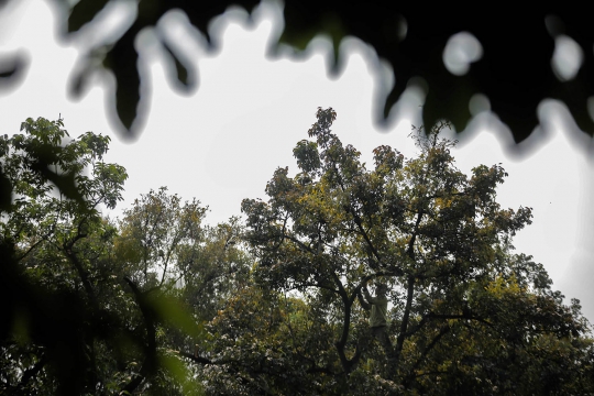 Memasuki Musim Penghujan, Pohon di Jakarta Dipangkas
