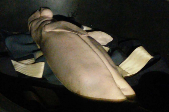 Dugong di Thailand Mati dengan Perut Berisi Plastik