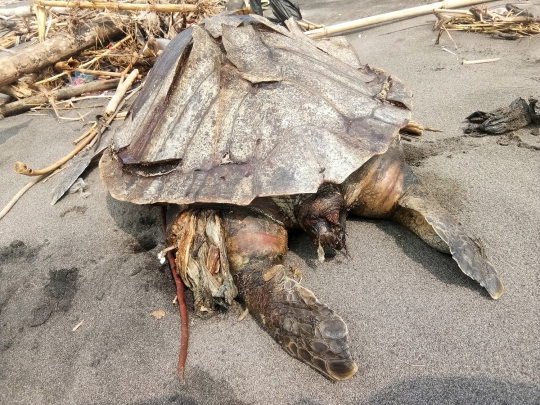 Hewan-Hewan Ini Mati Mengenaskan Usai Makan Sampah Plastik, Dua Terjadi di Indonesia