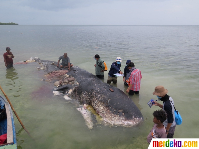 Foto Hewan Hewan Ini Mati Mengenaskan Usai Makan Sampah Plastik