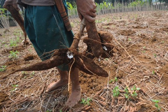 Petani Keluhkan Harga Singkong Menurun Drastis