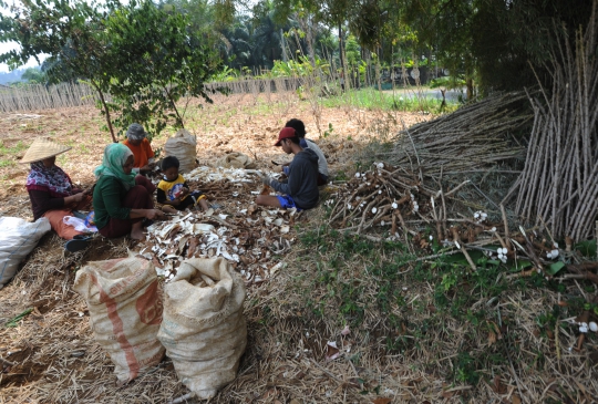 Petani Keluhkan Harga Singkong Menurun Drastis