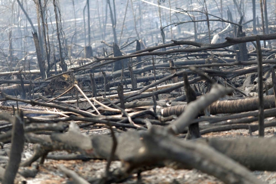 Penampakan dari Dekat Hutan Amazon yang Hangus Terbakar