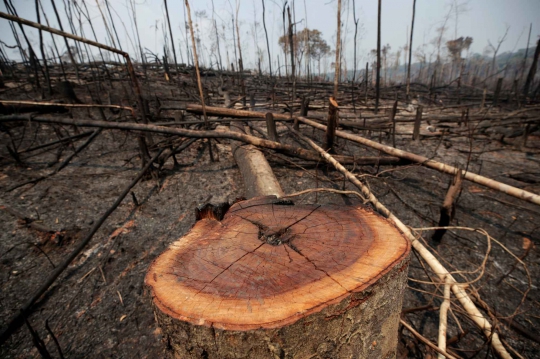 Penampakan dari Dekat Hutan Amazon yang Hangus Terbakar