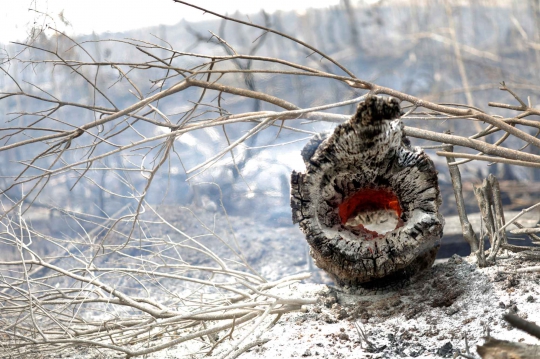 Penampakan dari Dekat Hutan Amazon yang Hangus Terbakar