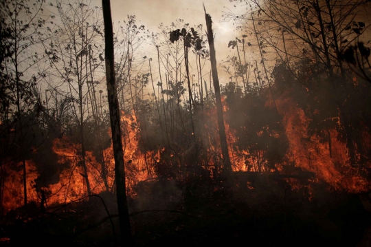 Penampakan dari Dekat Hutan Amazon yang Hangus Terbakar