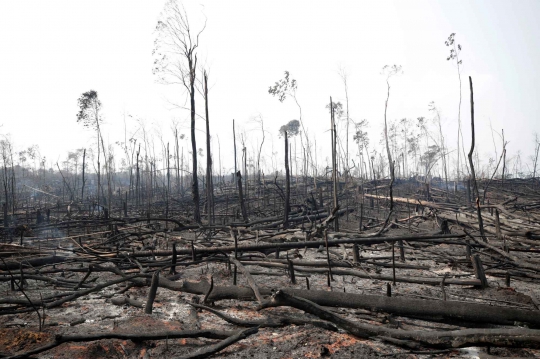Penampakan dari Dekat Hutan Amazon yang Hangus Terbakar