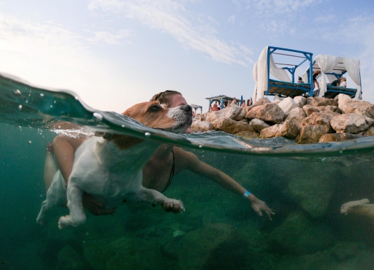 Serunya Lomba Renang Bersama Anjing di Kroasia