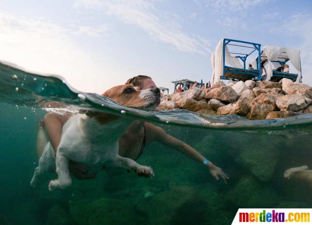 Foto Serunya Lomba  Renang  Bersama Anjing di Kroasia 