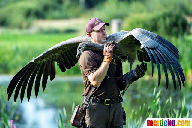 Foto Jika Manusia Akrab Dengan Burung Pemangsa Terbesar Di Dunia Merdeka Com