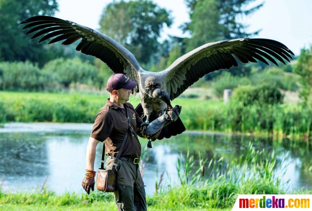 Foto Jika Manusia Akrab Dengan Burung Pemangsa Terbesar Di Dunia Merdeka Com