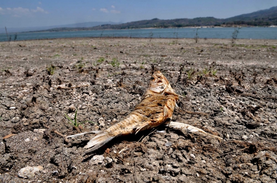 Penampakan Ikan Mati di Waduk Gajah Mungkur akibat Kemarau