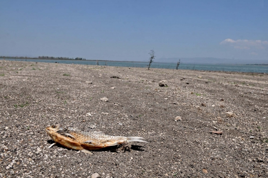 Penampakan Ikan Mati di Waduk Gajah Mungkur akibat Kemarau