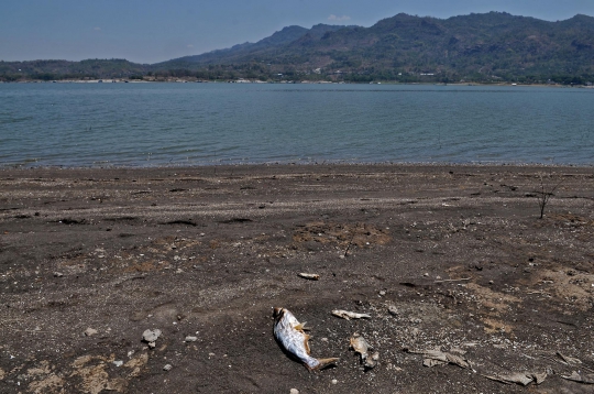 Penampakan Ikan Mati di Waduk Gajah Mungkur akibat Kemarau