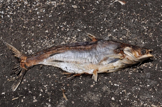 Penampakan Ikan Mati di Waduk Gajah Mungkur akibat Kemarau