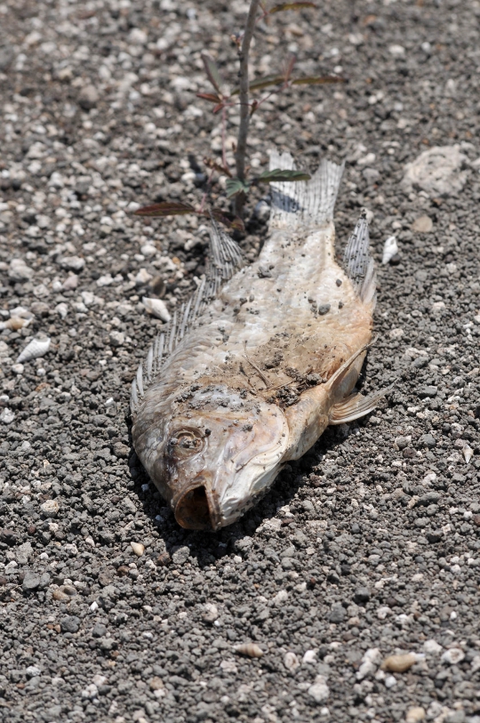 Penampakan Ikan Mati di Waduk Gajah Mungkur akibat Kemarau