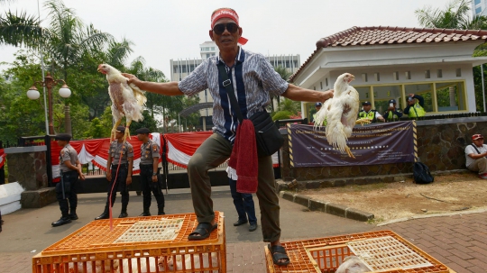 Harga Ayam Anjlok, Peternak Geruduk Kantor Darmin Nasution