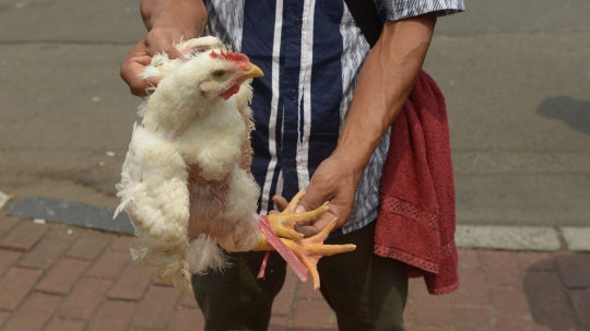 Harga Ayam Anjlok, Peternak Geruduk Kantor Darmin Nasution