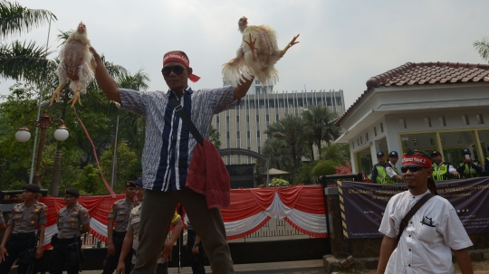 Harga Ayam Anjlok, Peternak Geruduk Kantor Darmin Nasution