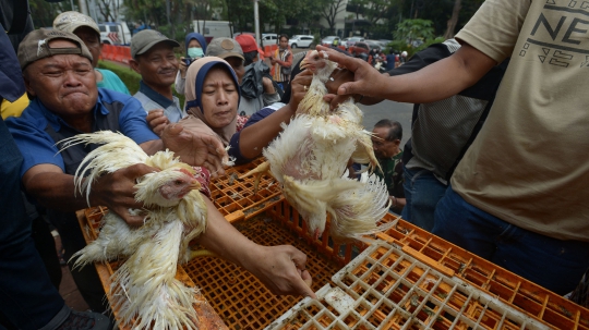 Harga Ayam Anjlok, Peternak Geruduk Kantor Darmin Nasution