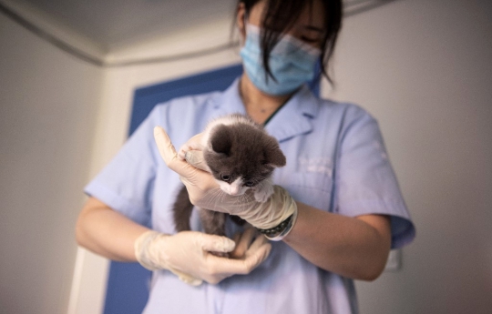 Menggemaskan Kucing Hasil Kloning Pertama di China