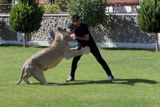 Leo, Singa di Irak yang Sering Bermain dengan Manusia