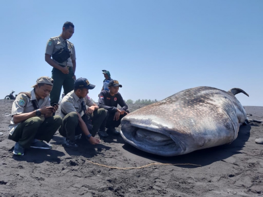 Terdampar di Pantai, Hiu Paus Hebohkan Warga Lumajang