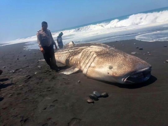 Terdampar di Pantai, Hiu Paus Hebohkan Warga Lumajang