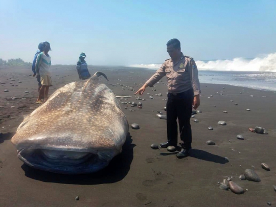 Terdampar di Pantai, Hiu Paus Hebohkan Warga Lumajang