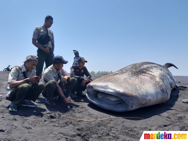 Seekor ikan paus saat ditemukan warga terdampar di tepi Pantai Kajaran, Desa Bades, Kecamatan Pasirian, Lumajang, pada Selasa (10/9/2019).