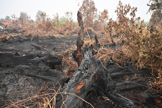 Aksi Prajurit TNI dan BPBD Padamkan Kebakaran Hutan di Kampar