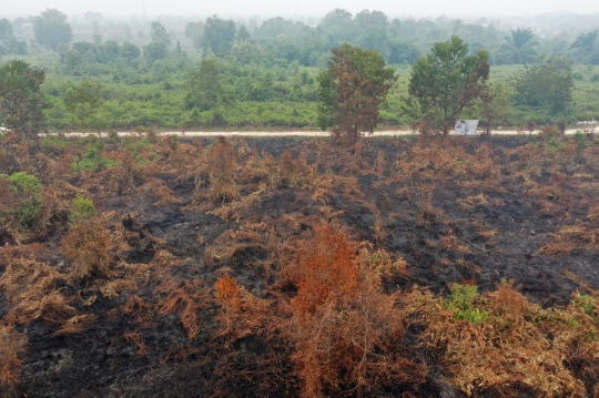 Pantauan Udara Kondisi Lahan Gambut di Riau yang Hangus Terbakar