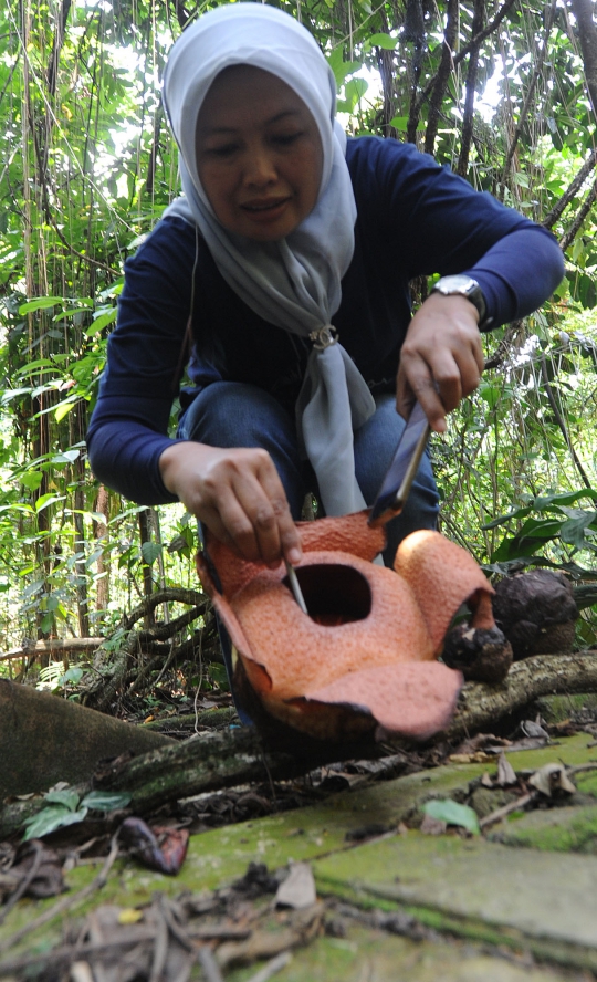 Melihat Bunga Langka Rafflesia Patma Mekar