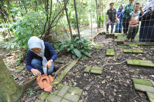 Melihat Bunga Langka Rafflesia Patma Mekar